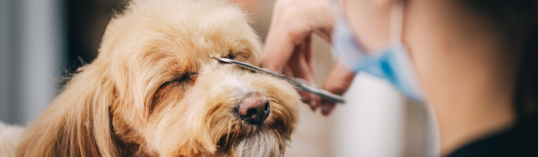 pet-grooming-seo-featured image